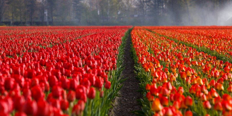 Tulipany, Tulipan, Pole, Pola, Pomarańczowy, Czerwony